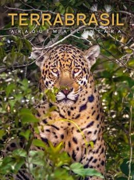 Picture of TERRABRASIL